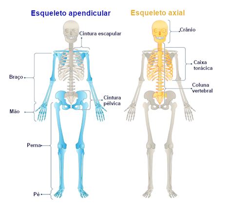 esqueleto axial e apendicular - dois pesos e duas medidas
